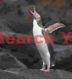 Yellow-eyed penguin calling