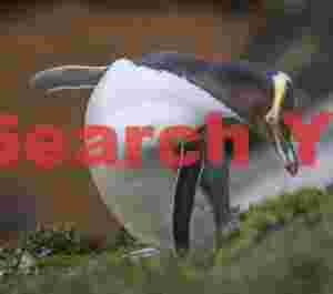 Yellow-eyed penguin craning neck