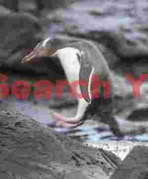 Yellow-eyed penguin jumping