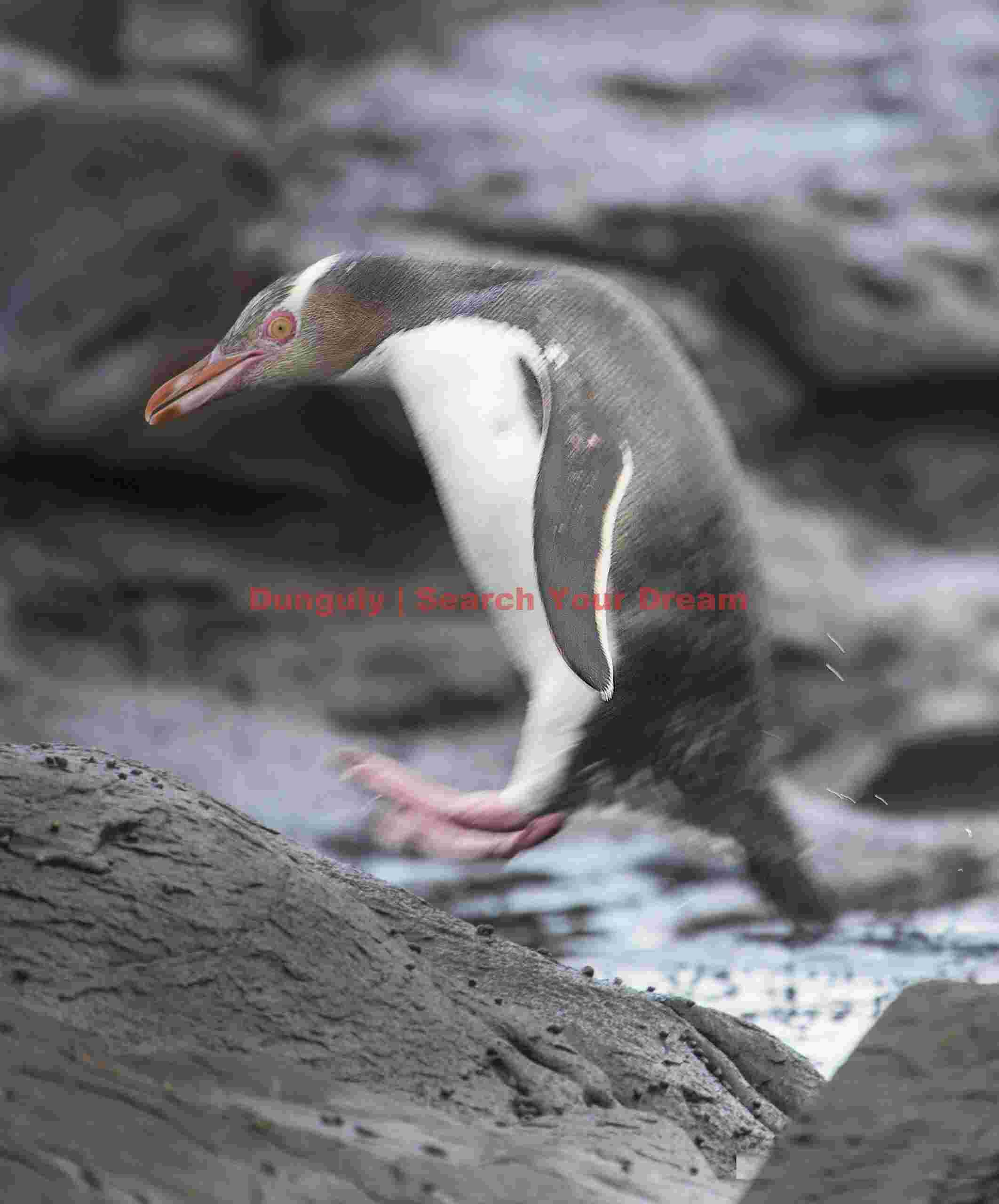 Yellow-eyed penguin jumping; Curio Bay, New Zealand Yellow-eyed penguin jumping