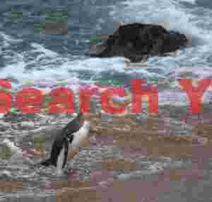 Yellow-eyed penguin landing on beach