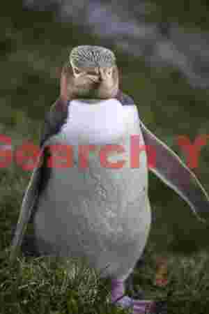 Yellow-eyed penguin portrait on grass