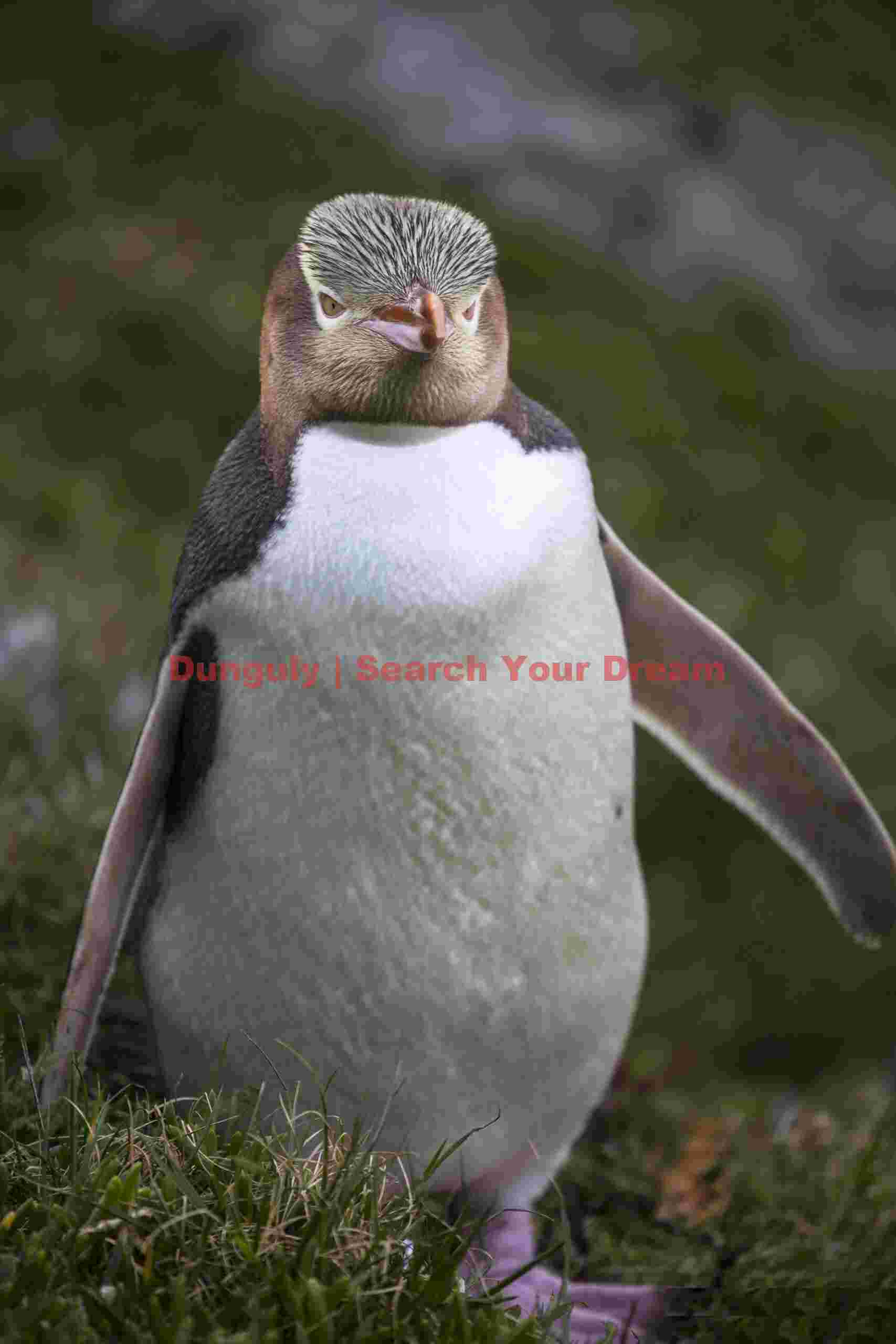 Yellow-eyed penguin portrait on grass; Katiki, New Zealand Yellow-eyed penguin portrait on grass