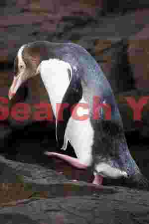 Yellow-eyed penguinwalking