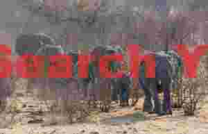 A new group of elephants heading to the waterhole