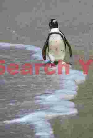 African penguin at water's edge, Boulder's Beach, South Africa