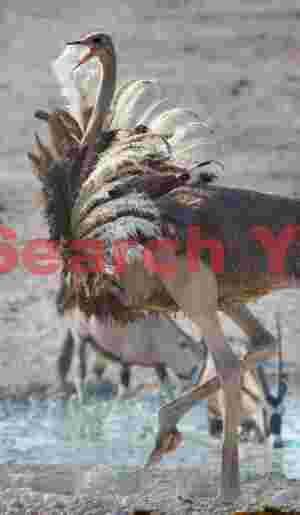 Aggravated ostrich