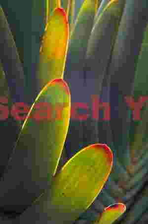 Aloe pliccatilis