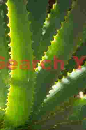 Aloe vera