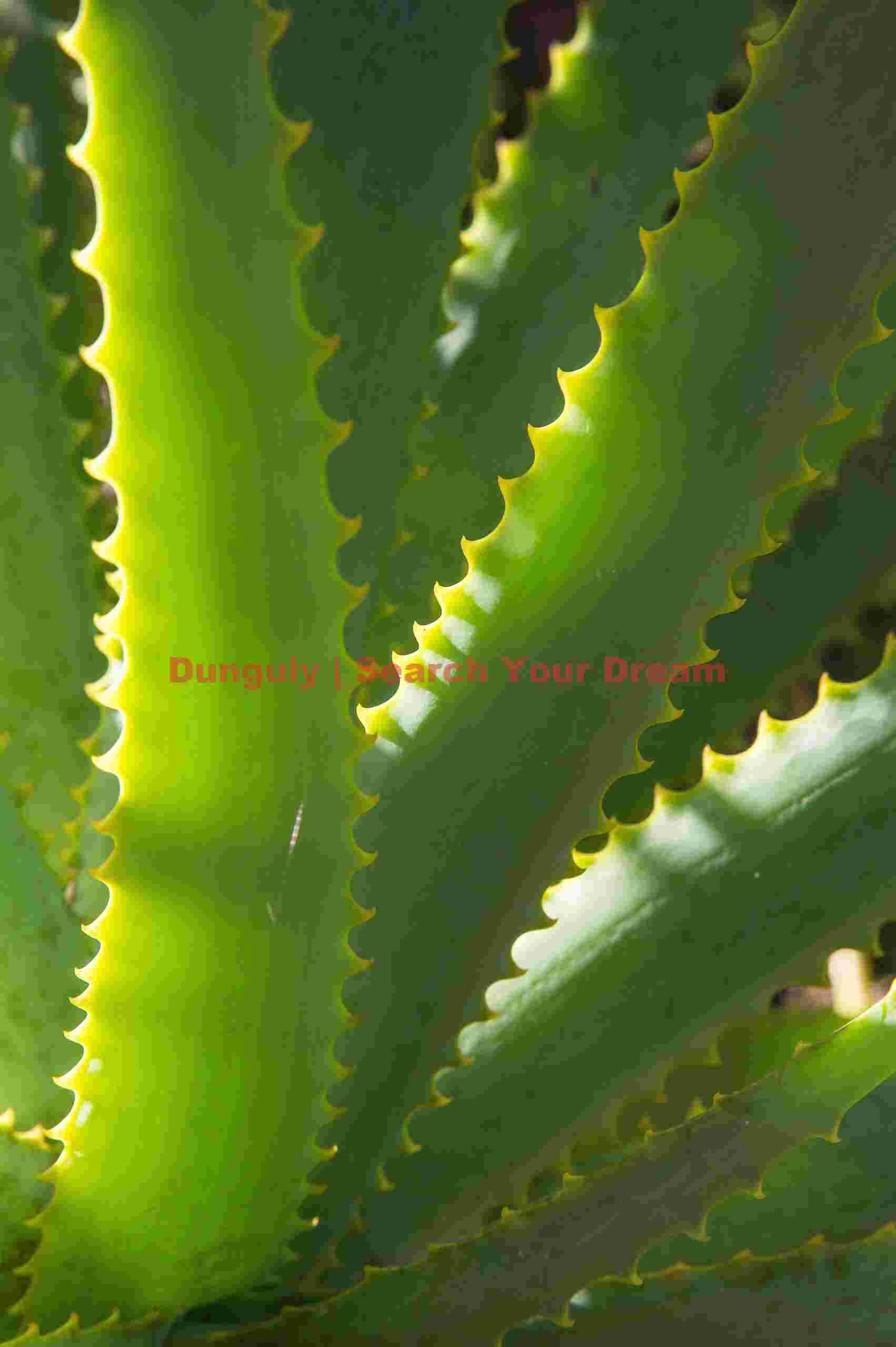 Aloe vera; Kirstenbosch Botanical Garden, Cape Town 6 Aloe vera