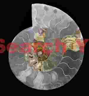 Ammonite fossil, Midelt, Morocco