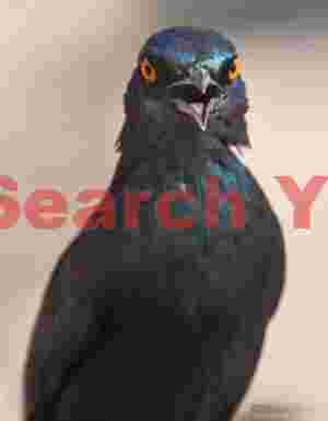 Angry Cape glossy starling