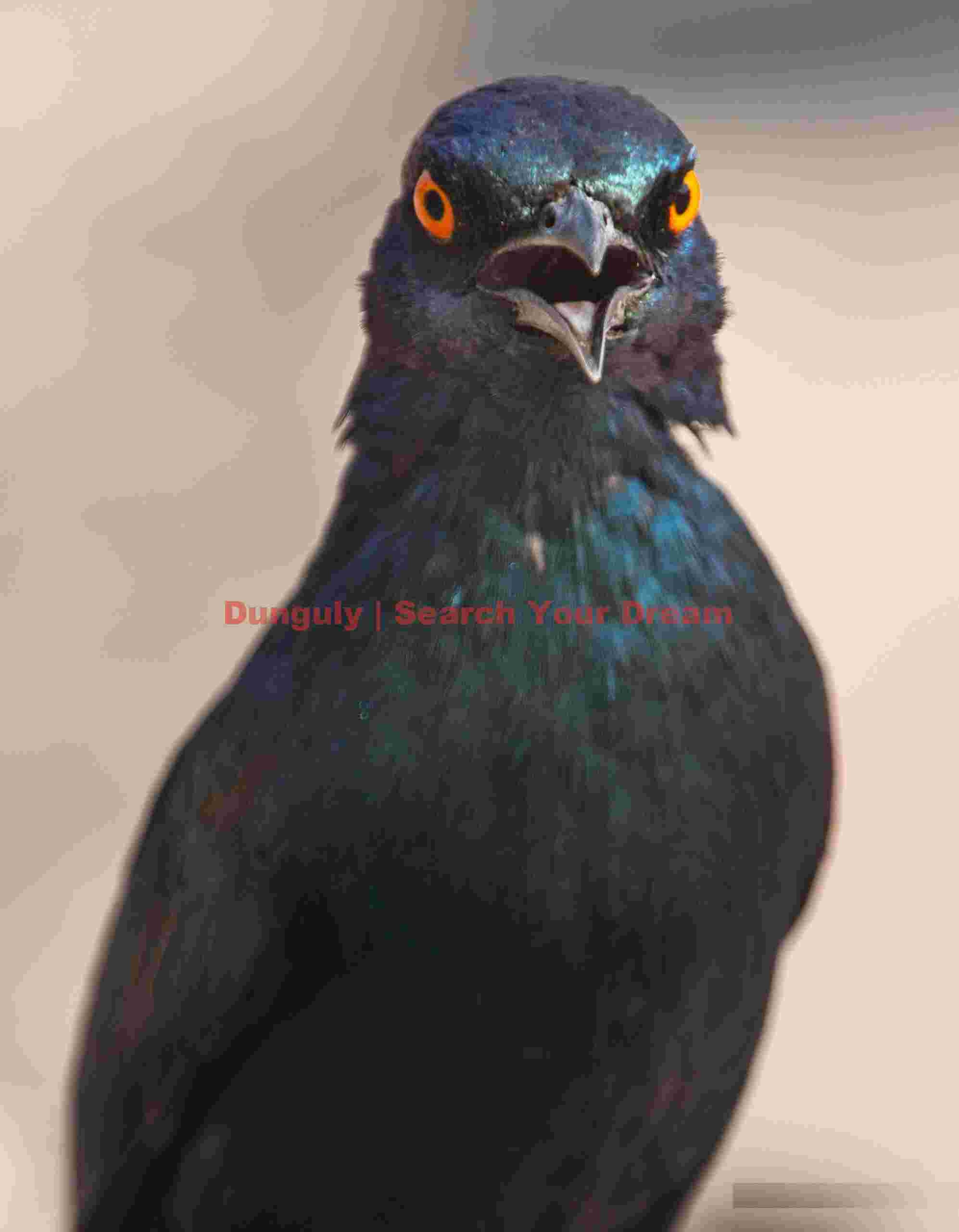 Angry Cape glossy starling; Etosha N.P, Namibia Angry Cape glossy starling