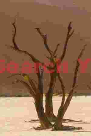 Backlit camelthorn trees