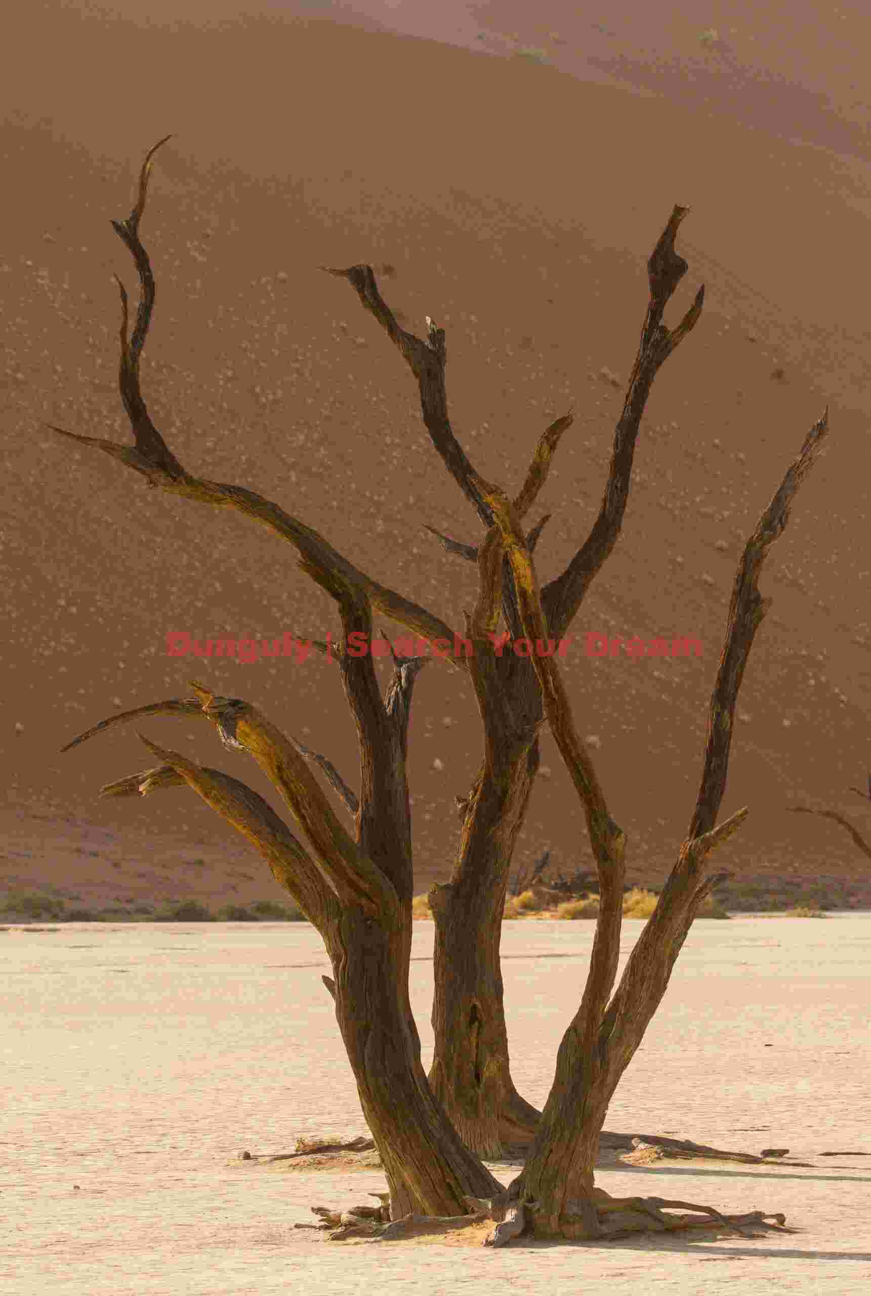 Backlit camelthorn trees; Deadvlei, Namibia Backlit camelthorn trees