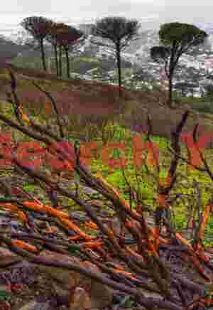 Burned trees
