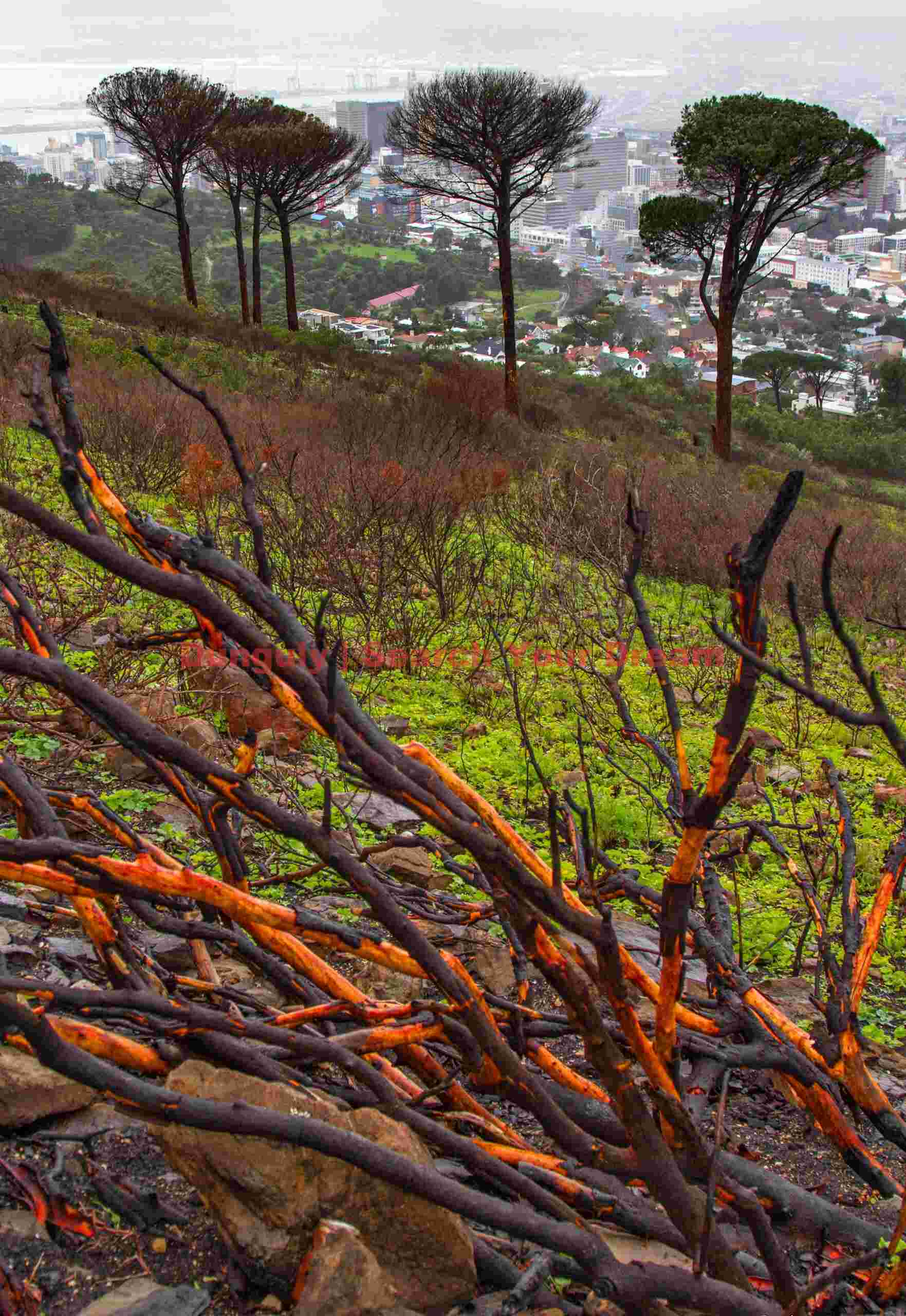 Burned trees; Signal Hill, Cape Town Burned trees