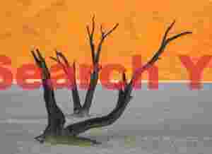 Camelthorn tree frame #1