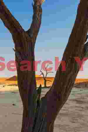 Camelthorn tree frame #2, Deadvlei, Namibia