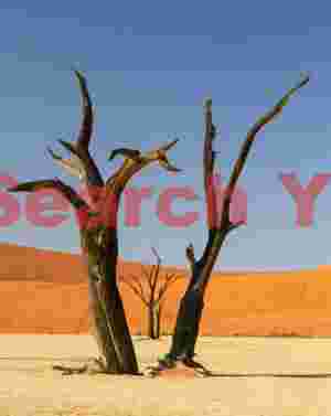Camelthorn tree frame #3