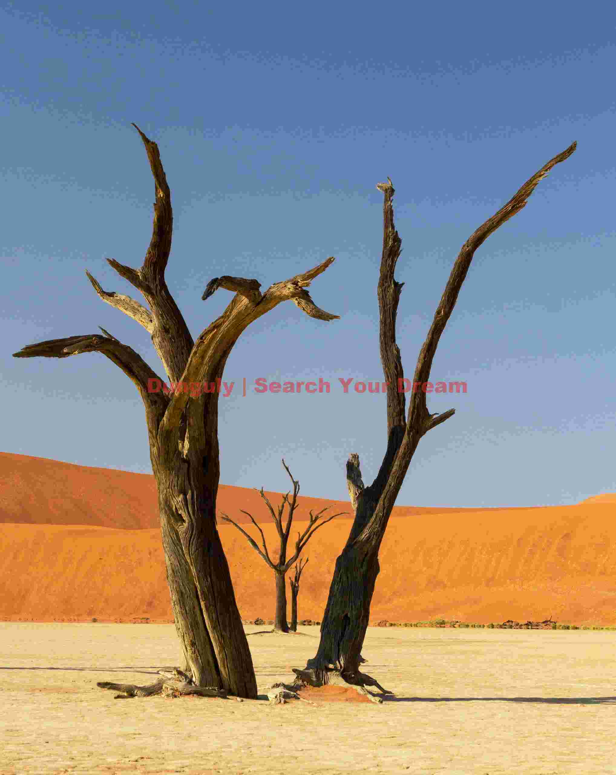 Camelthorn tree frame #3; Deadvlei, Namibia Camelthorn tree frame #3