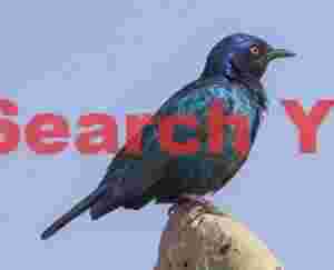 Cape glossy starling