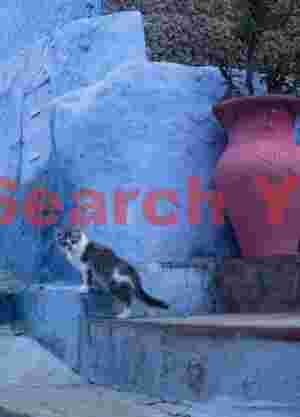 Cat by blue steps and vase