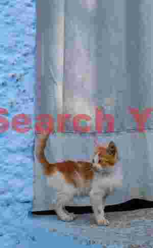 Cat by white curtain