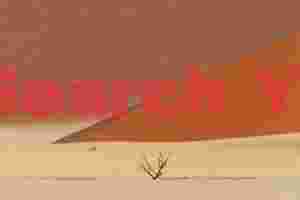 Diagonal dune and, treewith distant oryx for scale