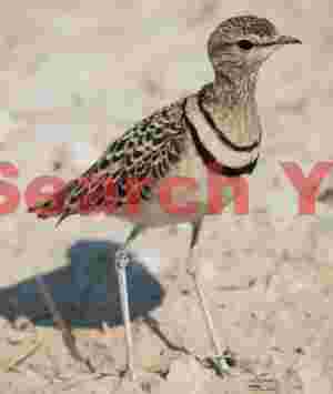 Double-banded courser
