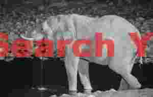 Drinking elephant at floodlit waterhole