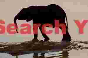 Drinking elephant sillhouette