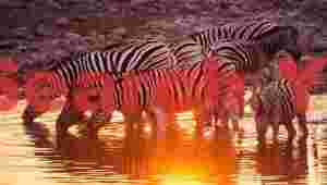 Drinking zebra with sunset reflection