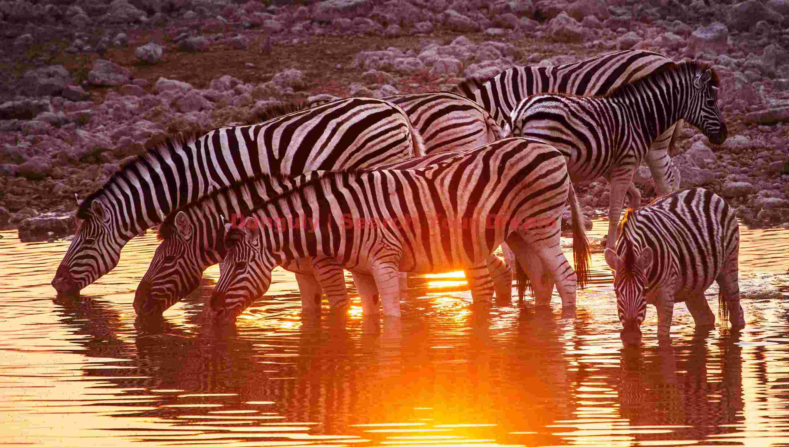 Drinking zebra with sunset reflection; Etosha N.P, Namibia Drinking zebra with sunset reflection
