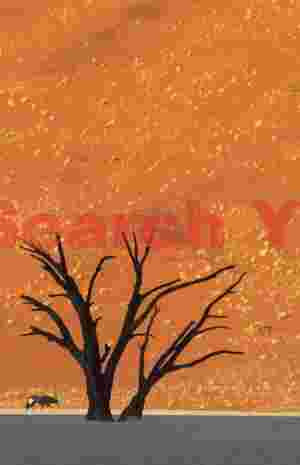 Dune, camelthorn tree and oryx