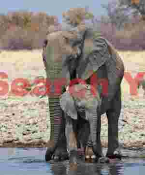 Elephant and calf drinking