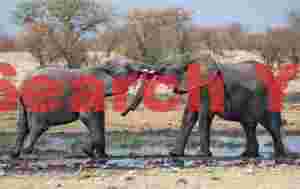 Elephantine tussle