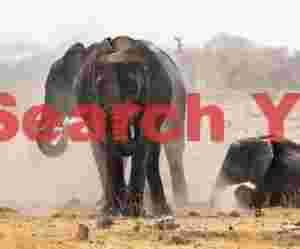 Elephants dusting after bathing