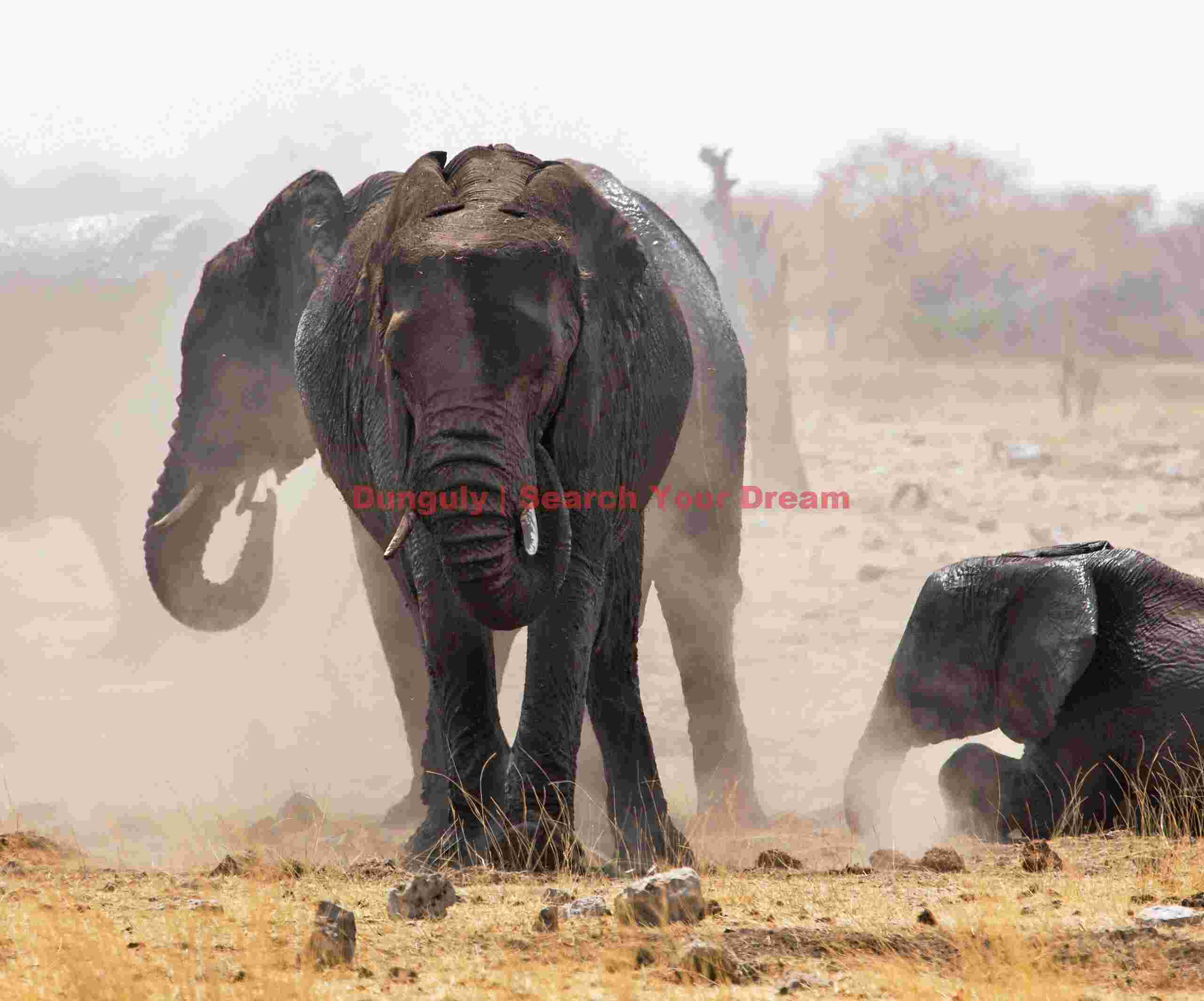 Elephants dusting after bathing; Etosha N.P, Namibia Elephants dusting after bathing