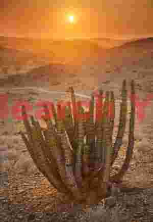Euphorbia virosa at hazy sunrise