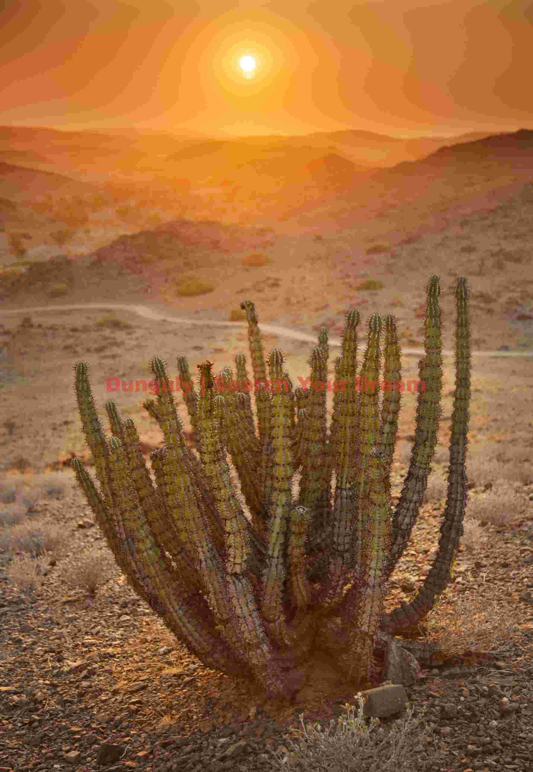 Euphorbia virosa at hazy sunrise; Namibia Euphorbia virosa at hazy sunrise