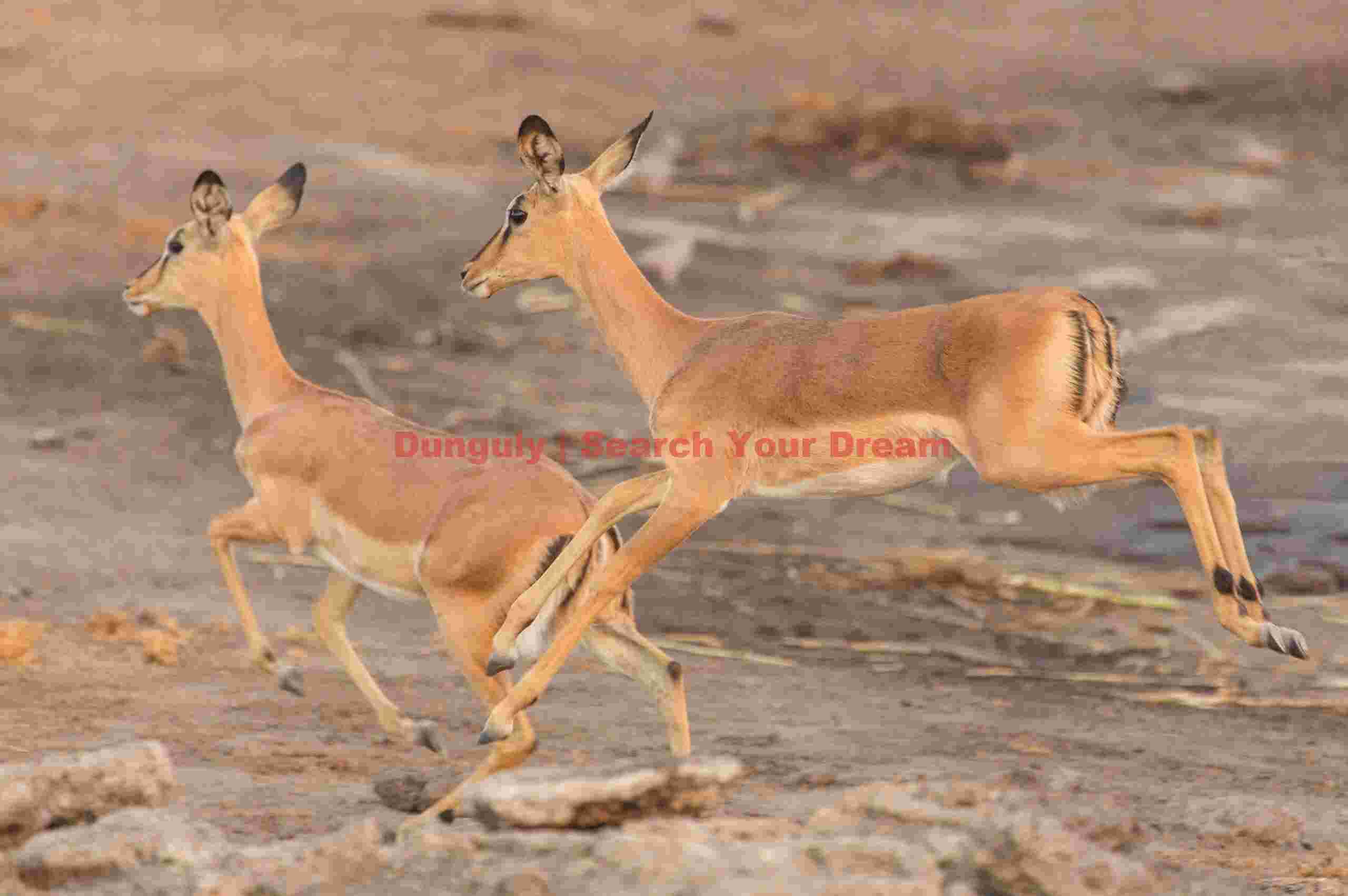 Fleeing impala; Etosha N.P, Namibia Fleeing impala