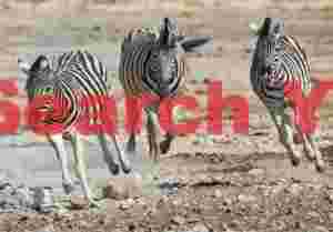 Galloping zebra