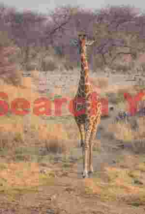 Giraffe heading to the waterhole