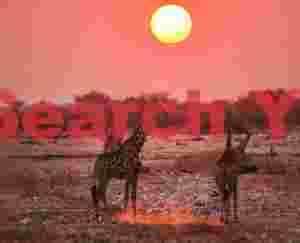 Giraffes at sunset