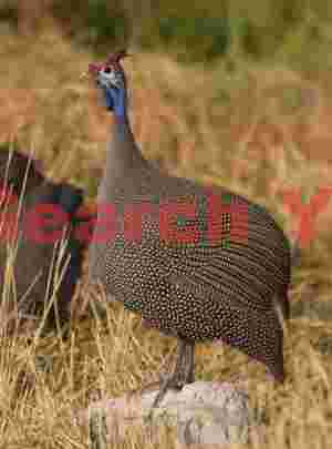 Helmeted guineafowl