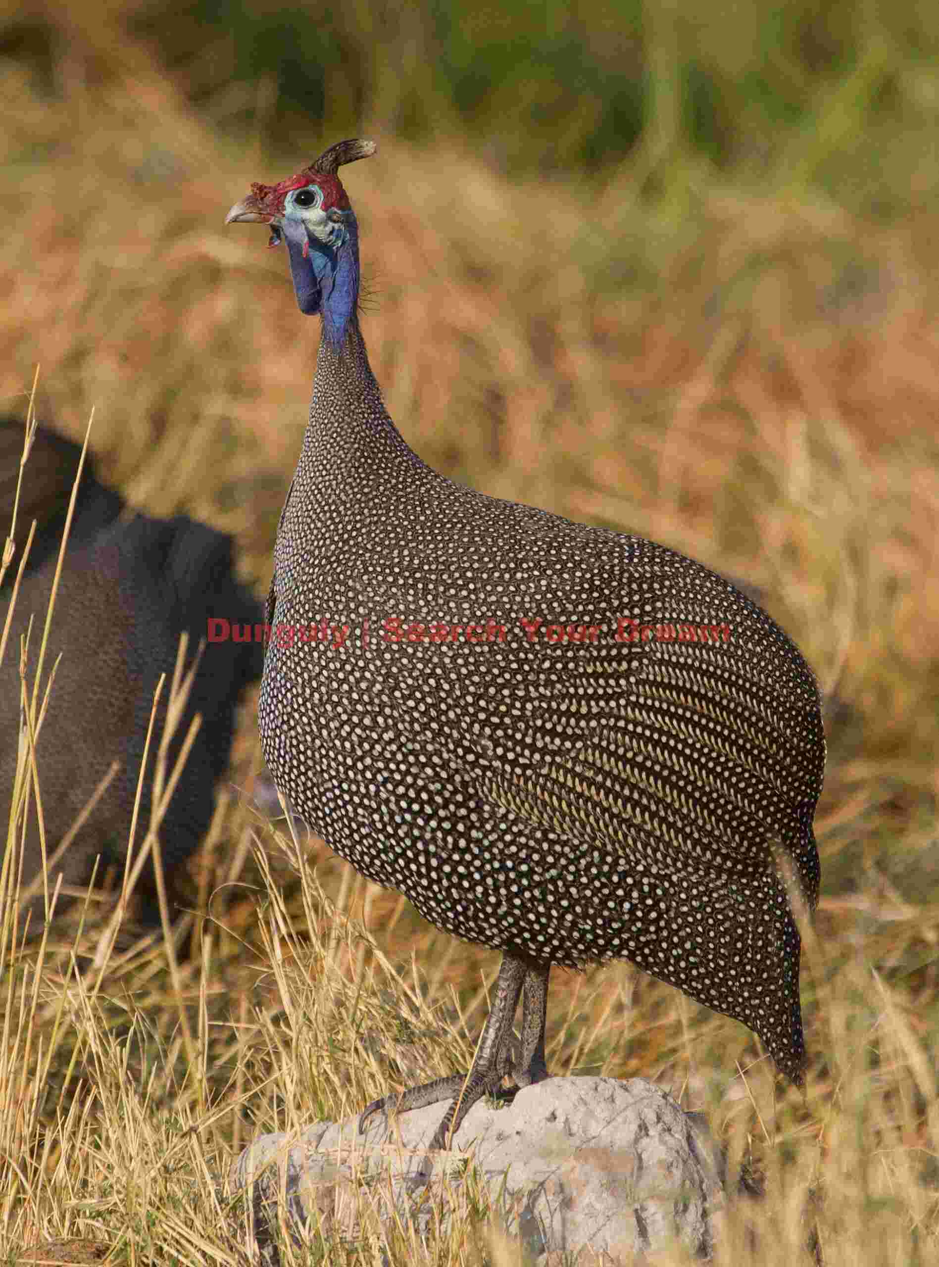 Helmeted guineafowl; Etosha N.P, Namibia Helmeted guineafowl