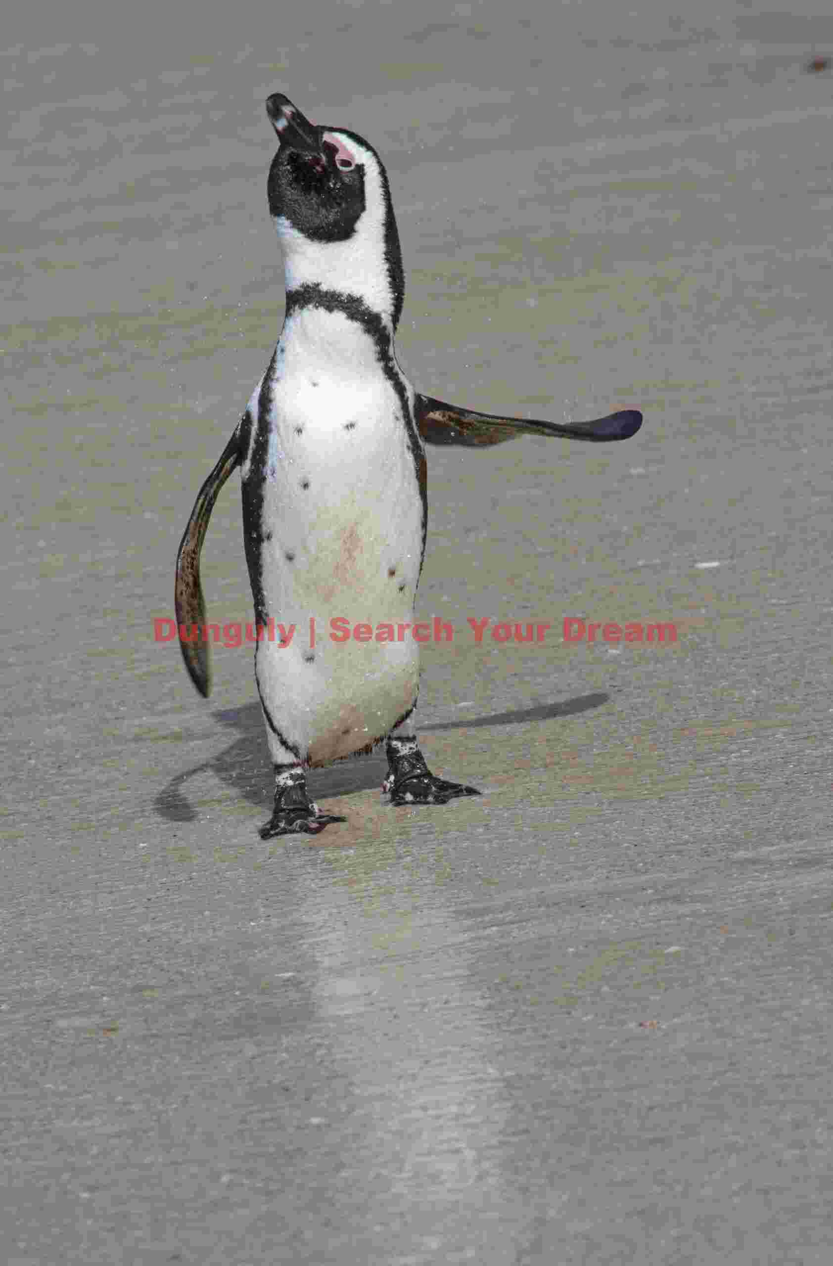 Hi there!; African penguin, Boulder's Beach, South Africa Hi there!