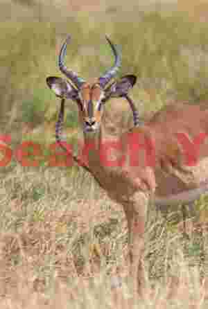 Horn frame #1