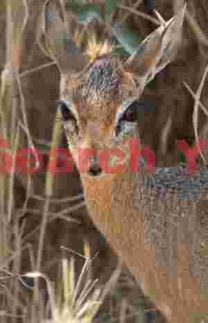Kirk's dikdik